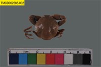 藏品(豆形拳蟹)的圖片